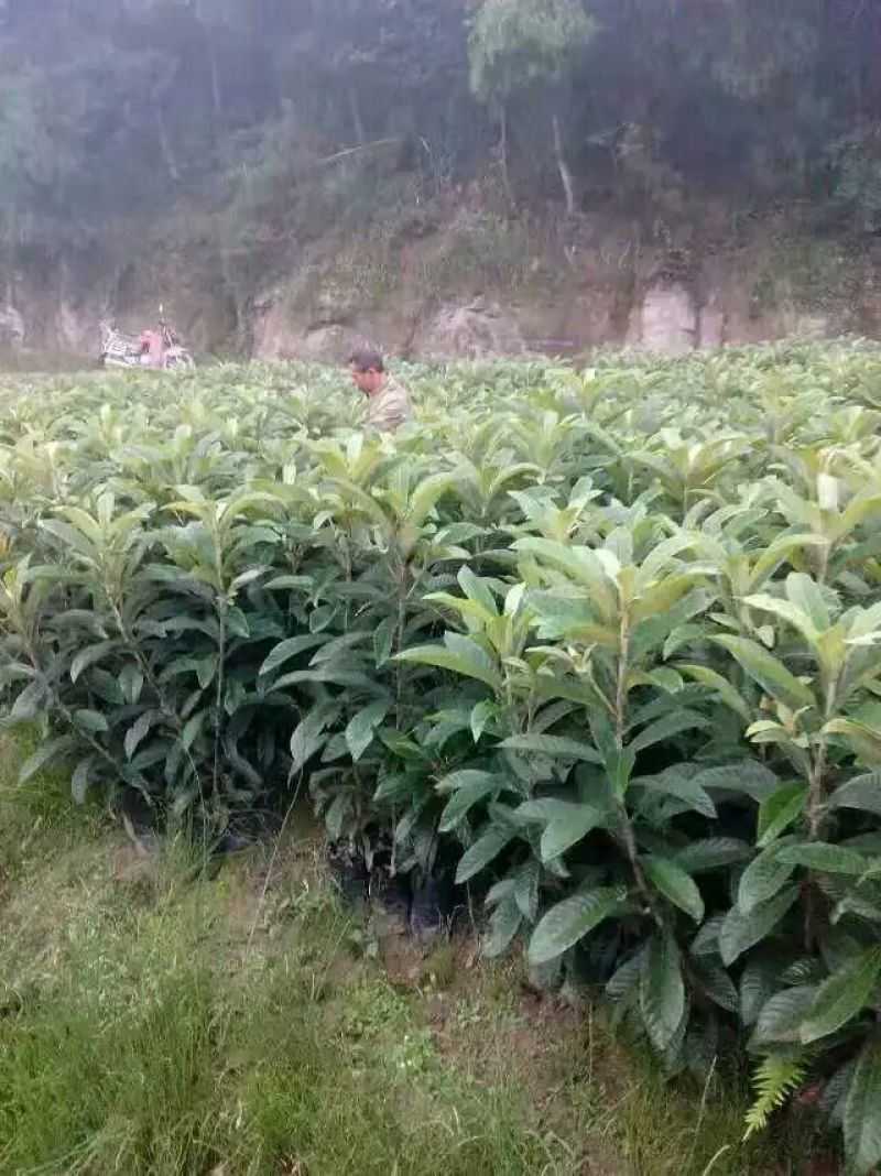 枇杷树苗30~50cm