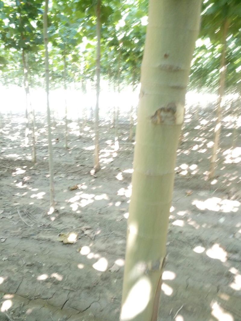 法桐1~2米6~8cm6~8cm2.5~3米