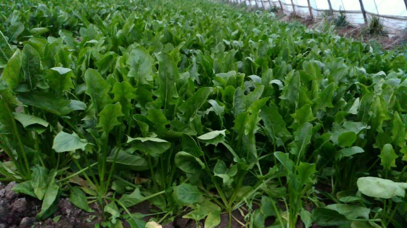 大叶菠菜25~30厘米