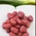 新疆特产原生态若羌灰枣原粒枣带沙未清洗吊干枣红枣