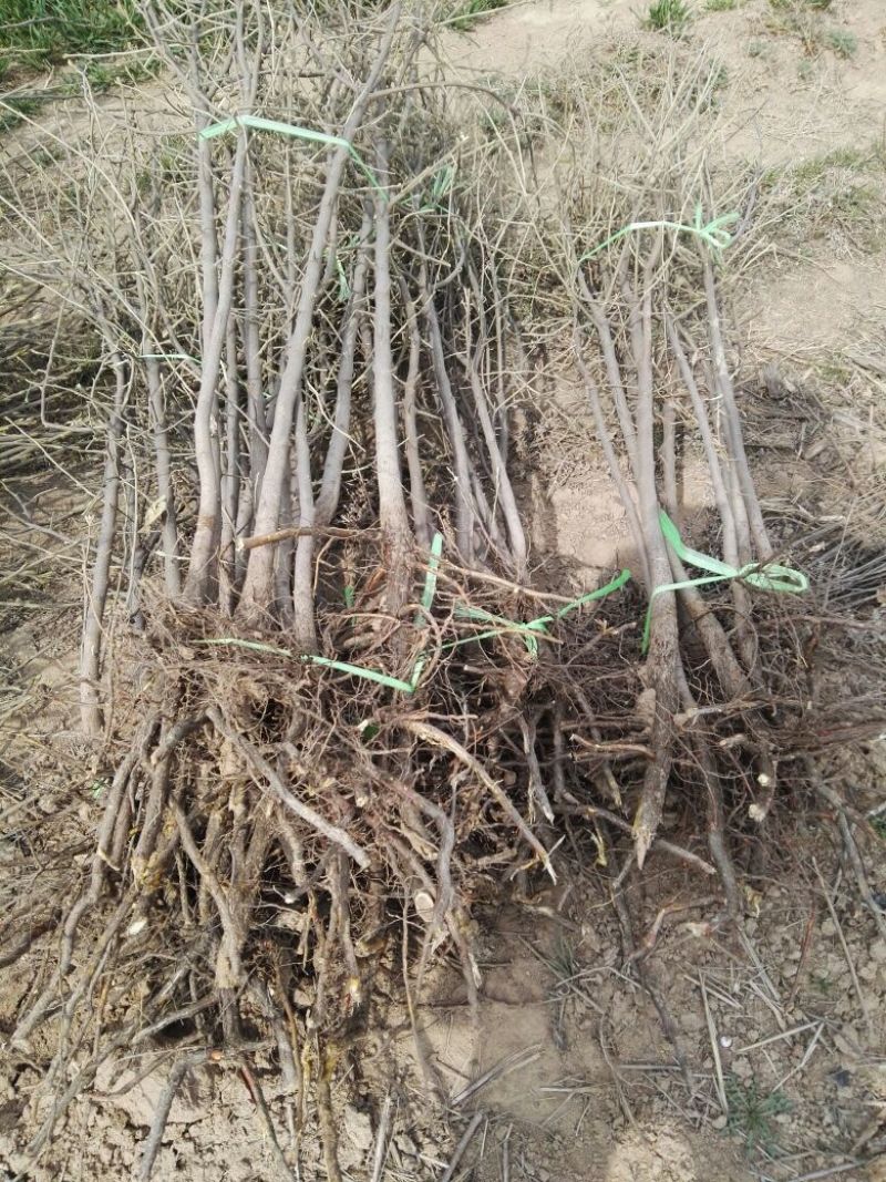 翅果油树