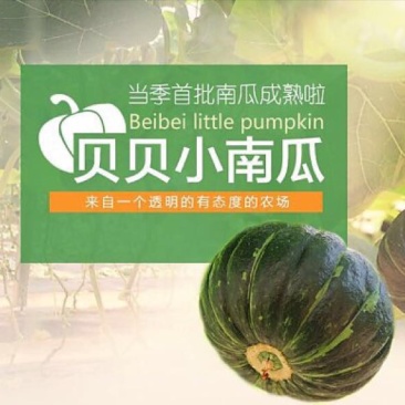 贝贝南瓜