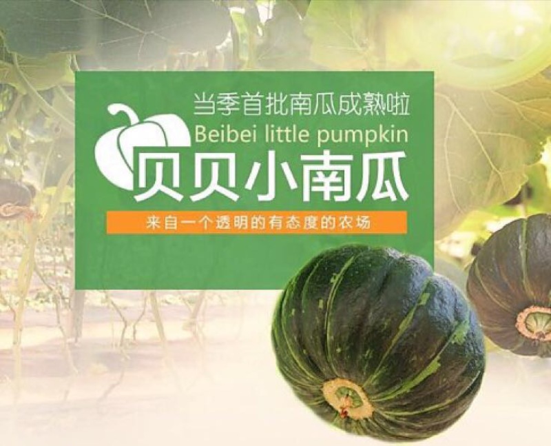 贝贝南瓜