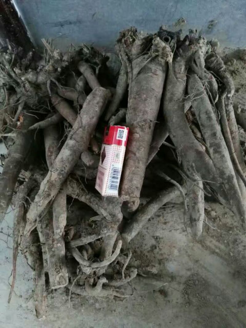 白芍种苗