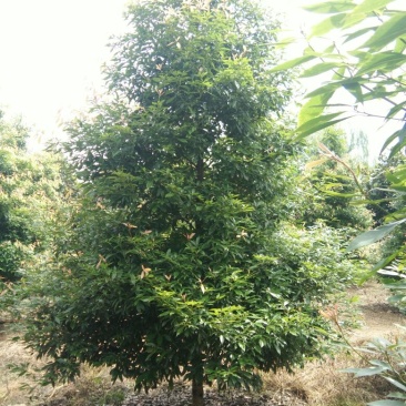 楠木4m以上8~10cm
