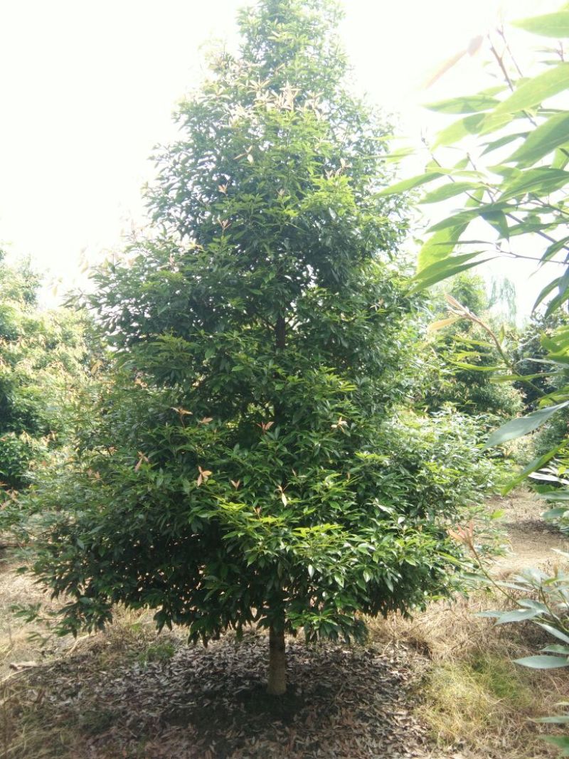 楠木4m以上8~10cm