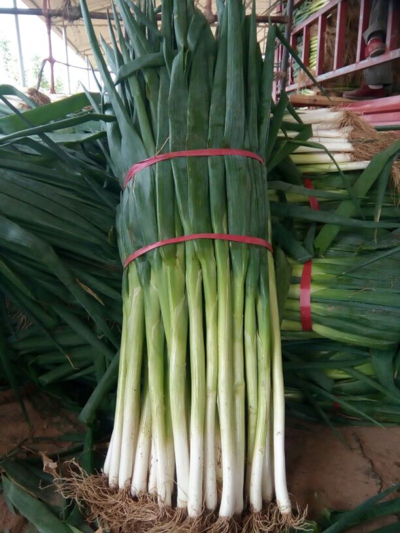 安阳青葱大葱净葱，长白大葱，质量好，价格便宜。