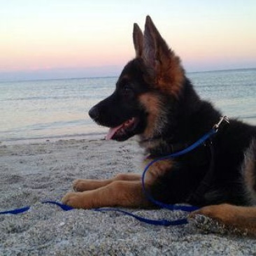 牧羊犬公幼年放牧犬公母都有任意挑选长毛德牧短毛德牧幼