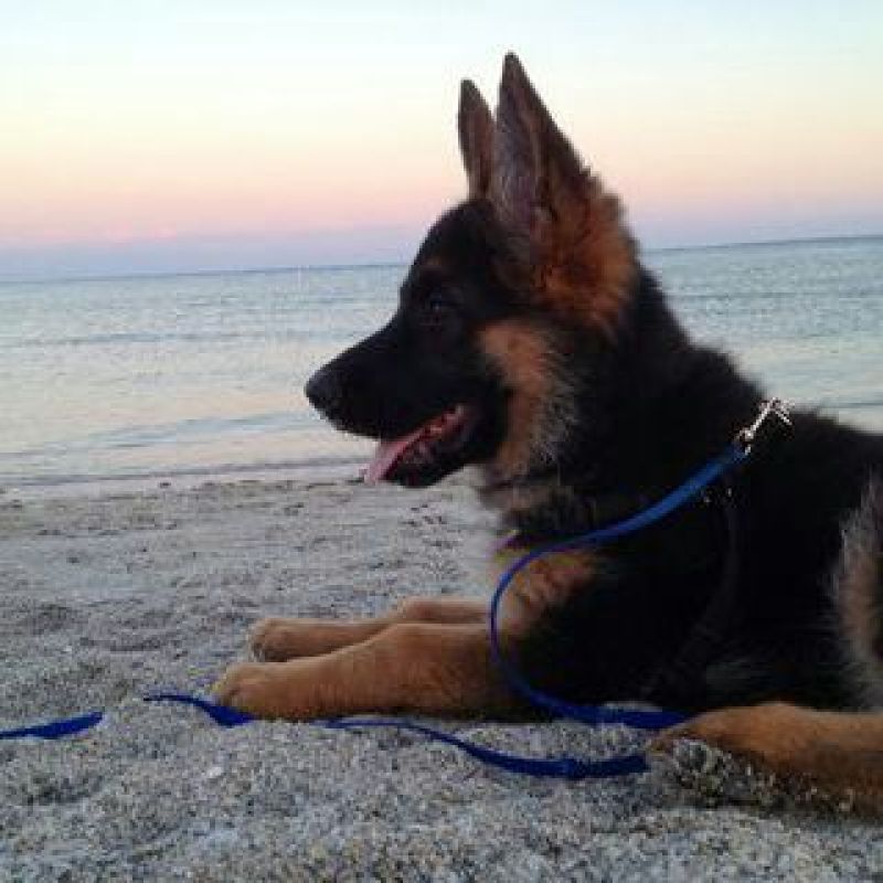 牧羊犬公幼年放牧犬公母都有任意挑选长毛德牧短毛德牧幼