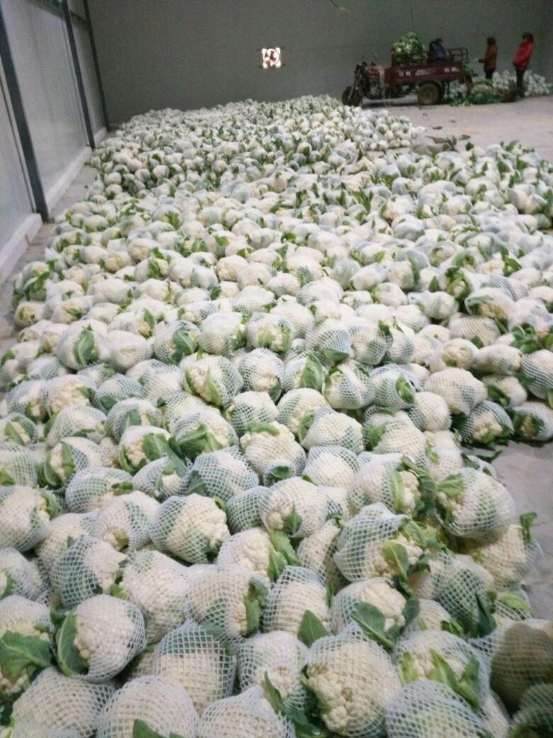 【花菜】白面青梗花菜2~3斤个头均匀量大从优坏烂包赔