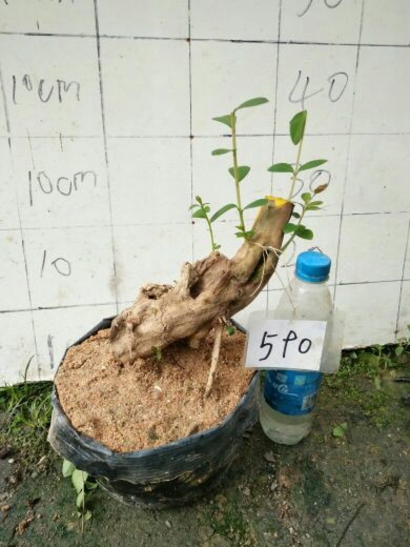 红花紫薇2cm以下0.5米以下1米以下
