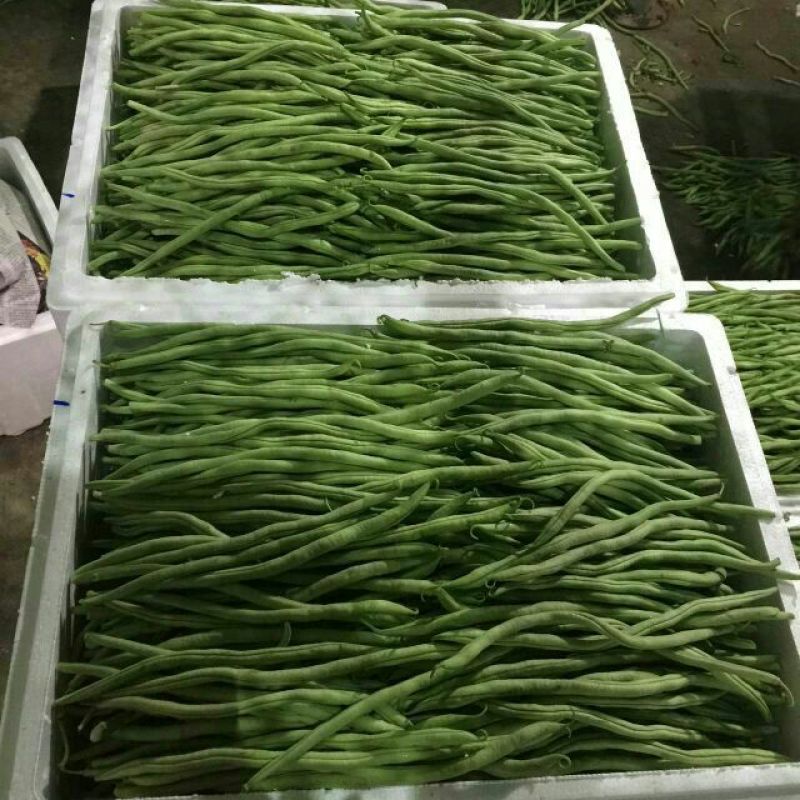 四季豆种子泰国架豆王种子无筋豆豆王种子