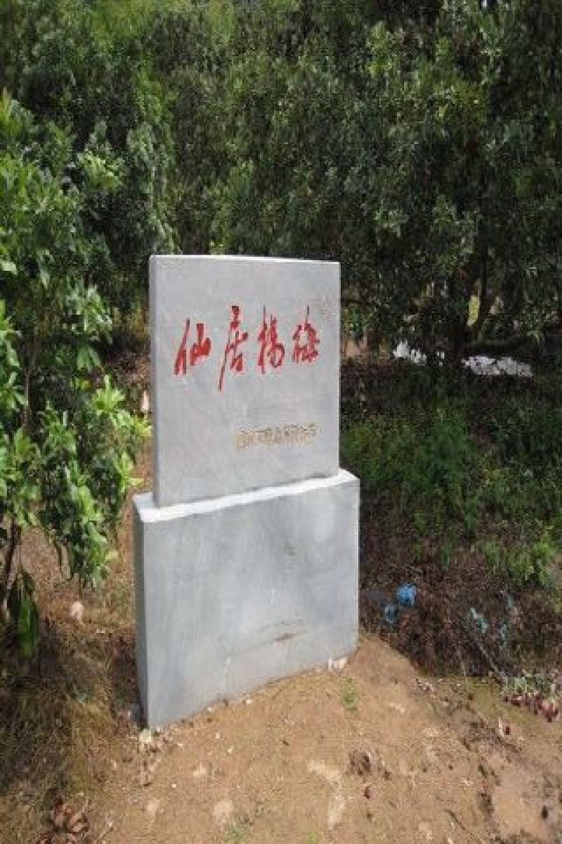 仙居杨梅