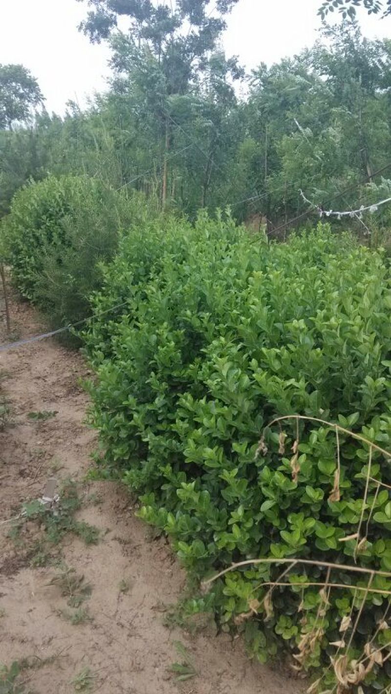 胶州卫矛1.5~2米