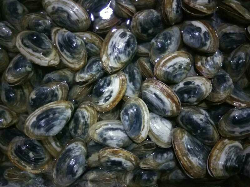 海螺食用鲜活5~10只/kg