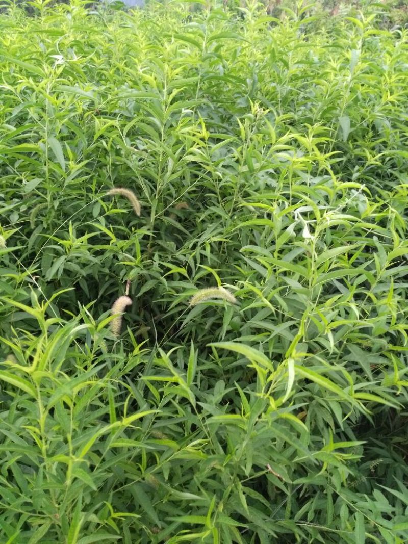 桃树苗桃树占地桃树工程桃树1-8公分量大