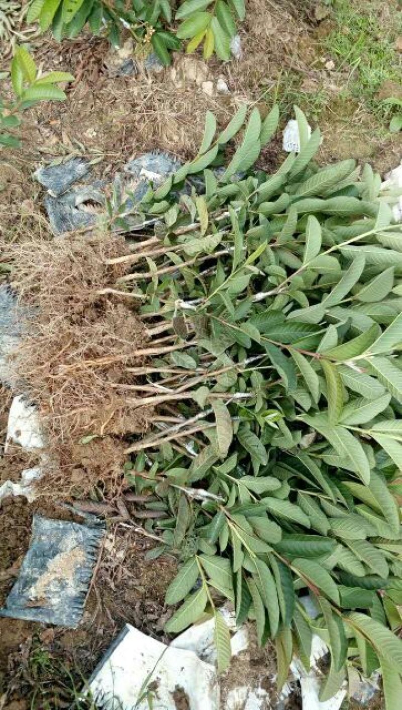 西瓜番石榴苗50~80cm
