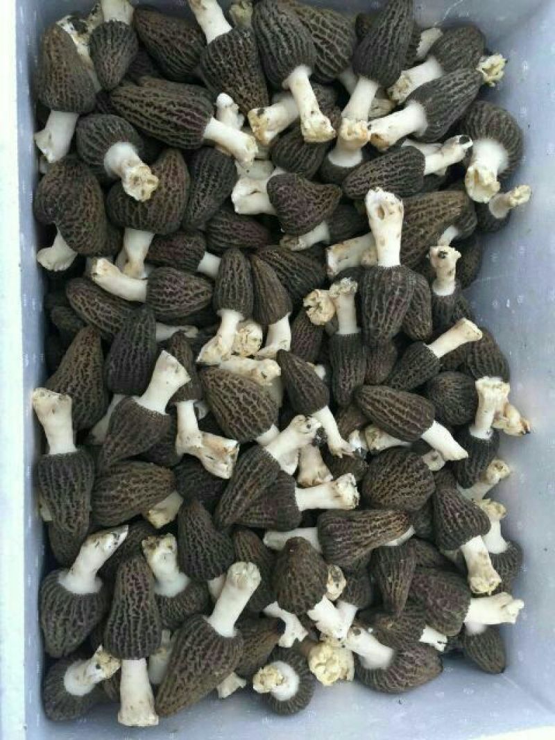 鲜羊肚菌一级品