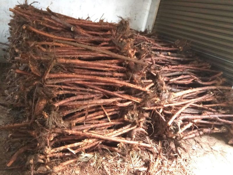 树状月季80cm以上