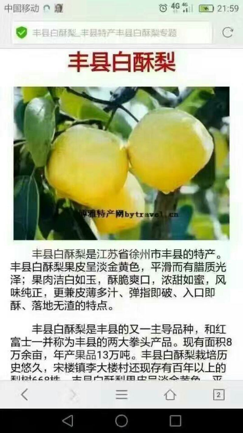 晚秋黄梨膜袋