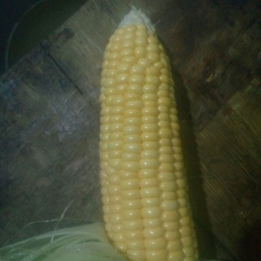 黄玉米甜玉米