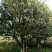 普洱茶散茶