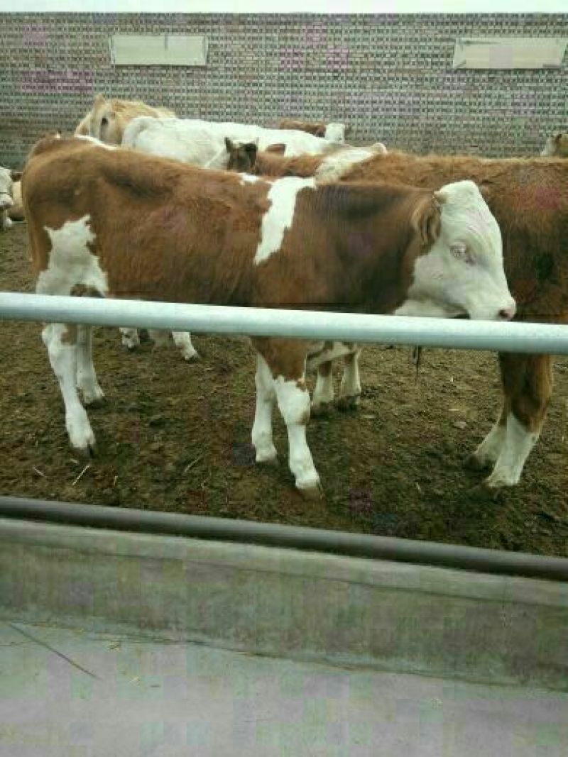 优质南阳肉牛犊200~300斤