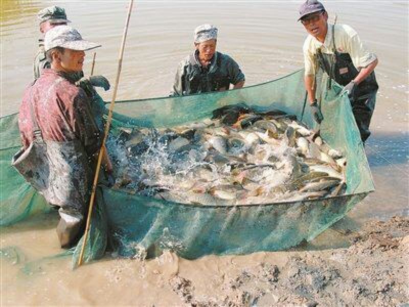 池鲤鱼食用2~3公斤