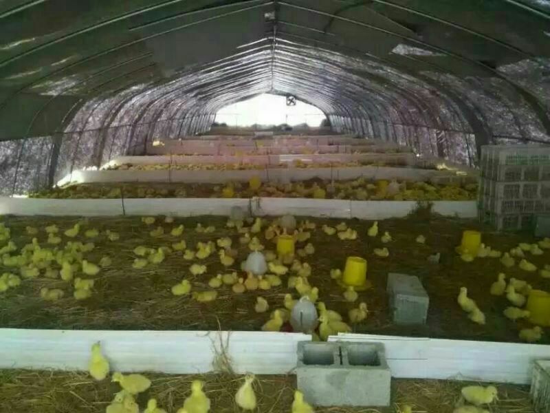狮头鹅苗250g以下