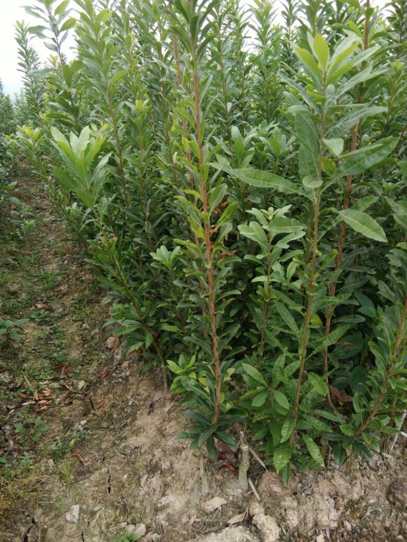杨梅树30~50cm