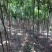 北京栾树7--10公分数量不多国槐量大国槐文冠果工程用