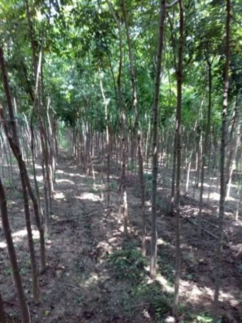 北京栾树7--10公分数量不多国槐量大国槐文冠果工程用