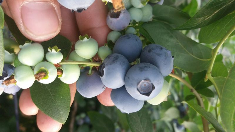 蓝莓8~10mm以上