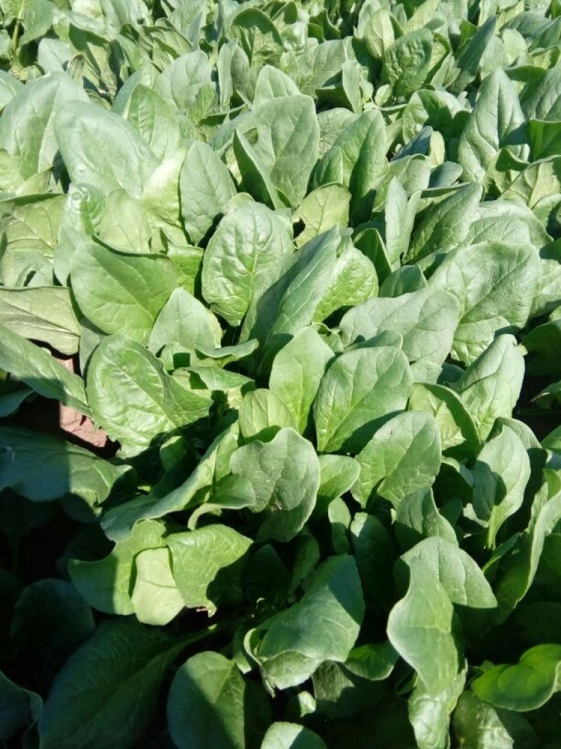 大叶菠菜30~35厘米