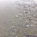 池鲤鱼