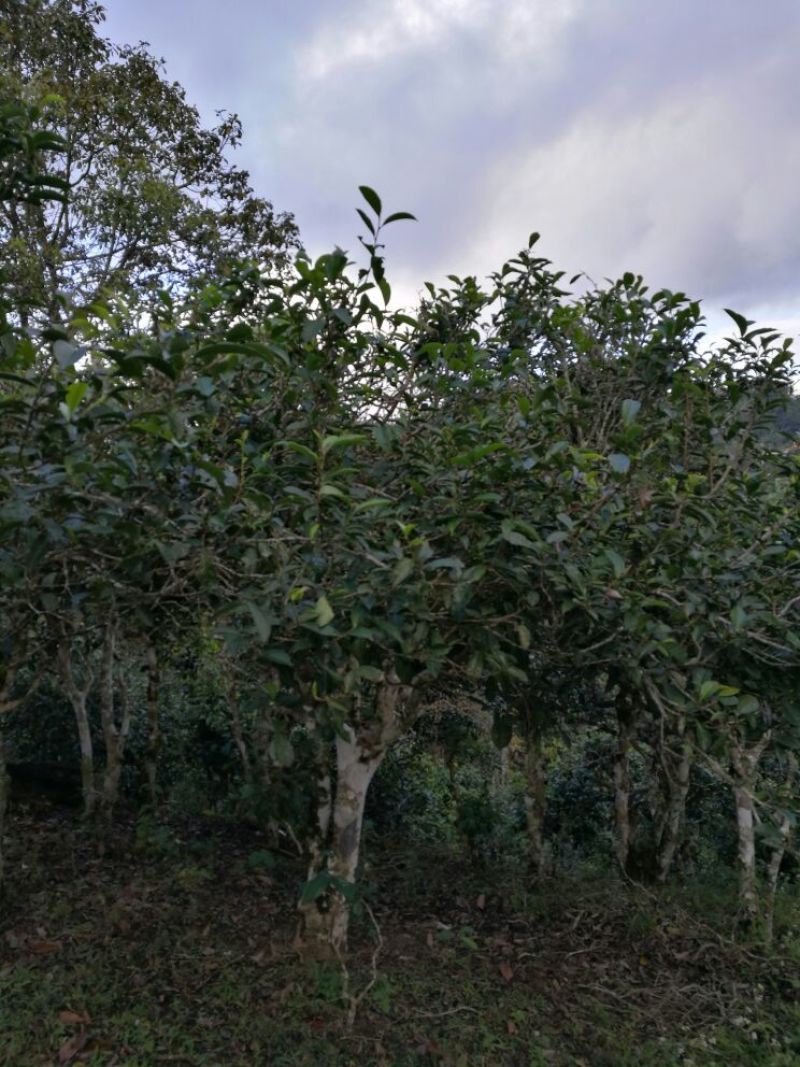 百年大树茶一级