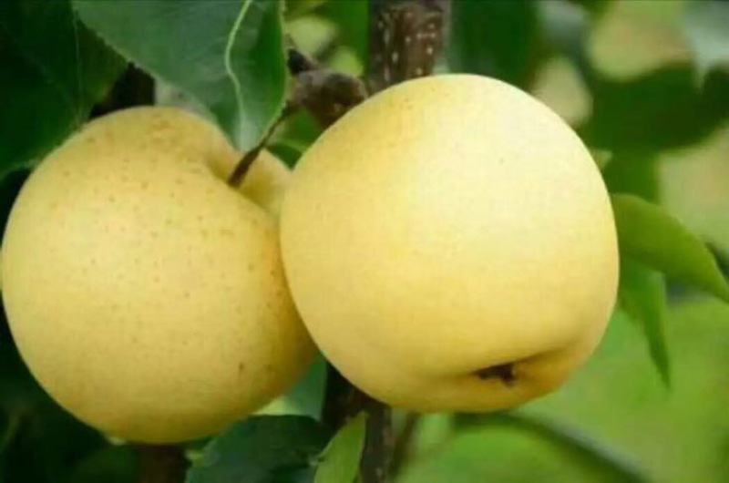 黄金梨