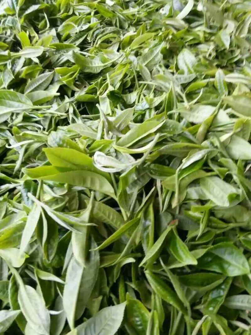 百年大树茶