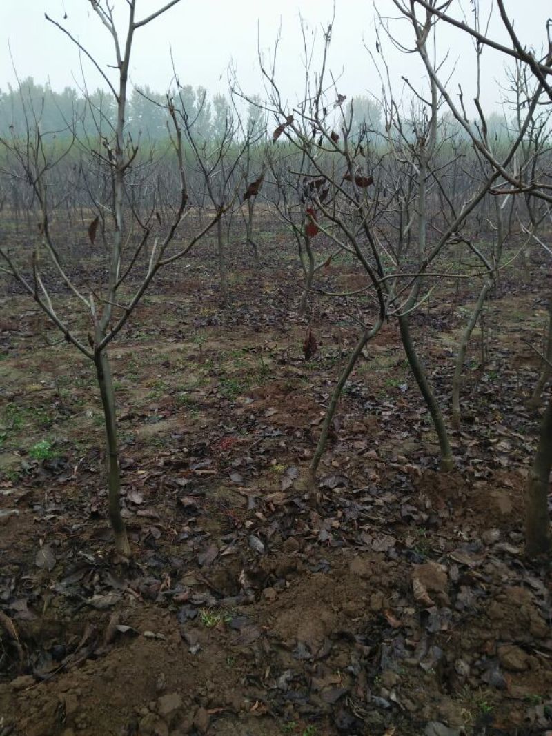 辽核1号核桃苗二年苗50~100cm