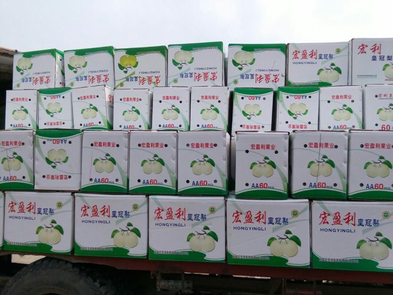 皇冠梨500~550g纸箱