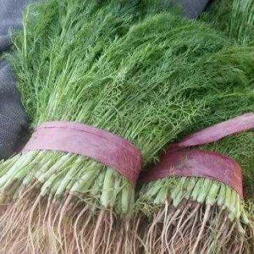 茴香苗大量有货，需要联系