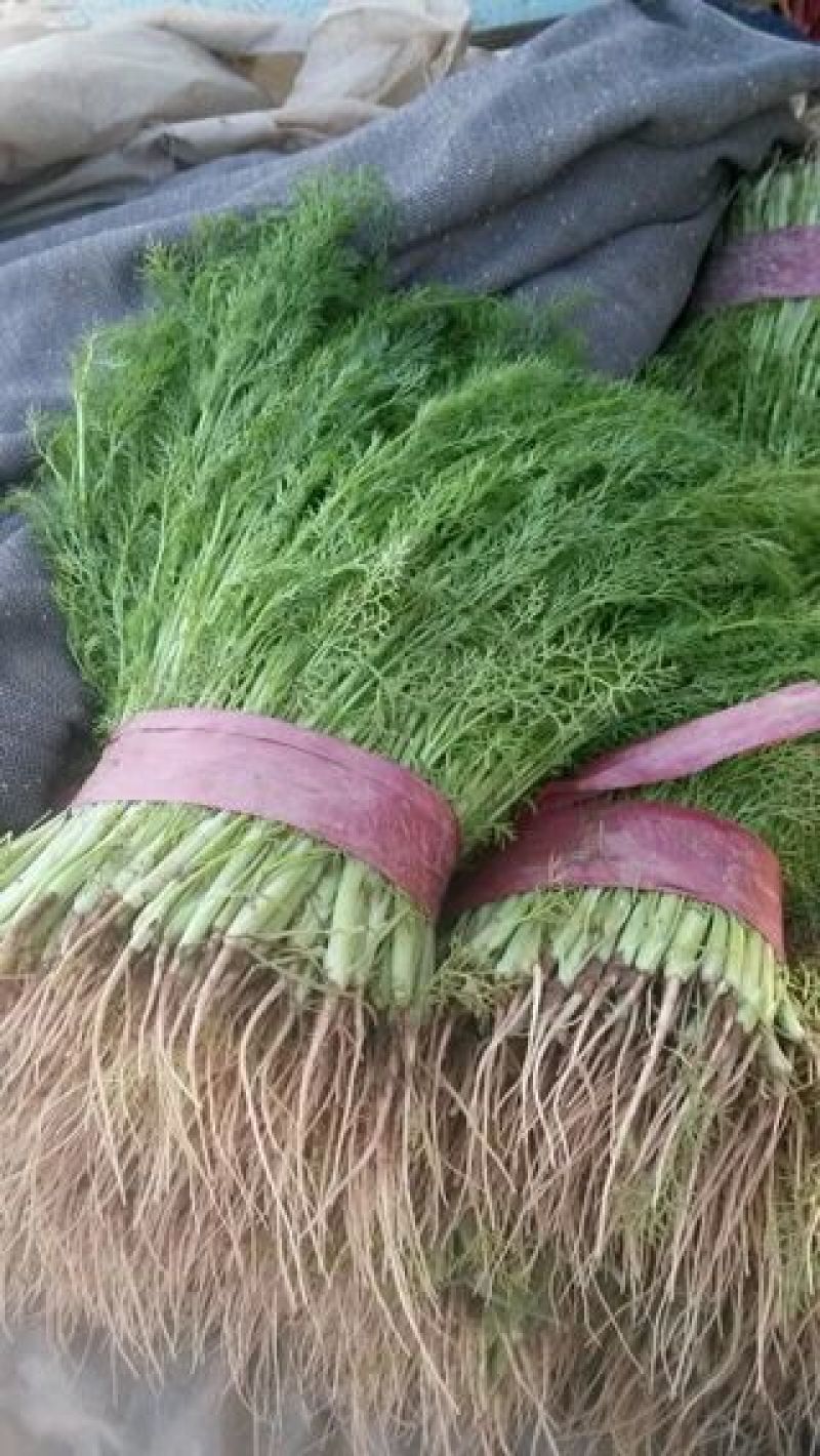 茴香苗大量有货，需要联系