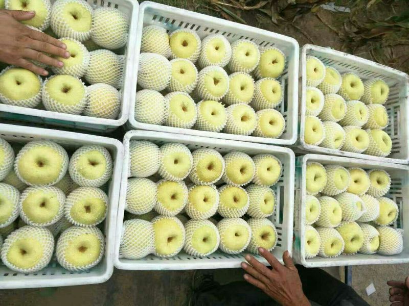 砀山梨300~350g光果
