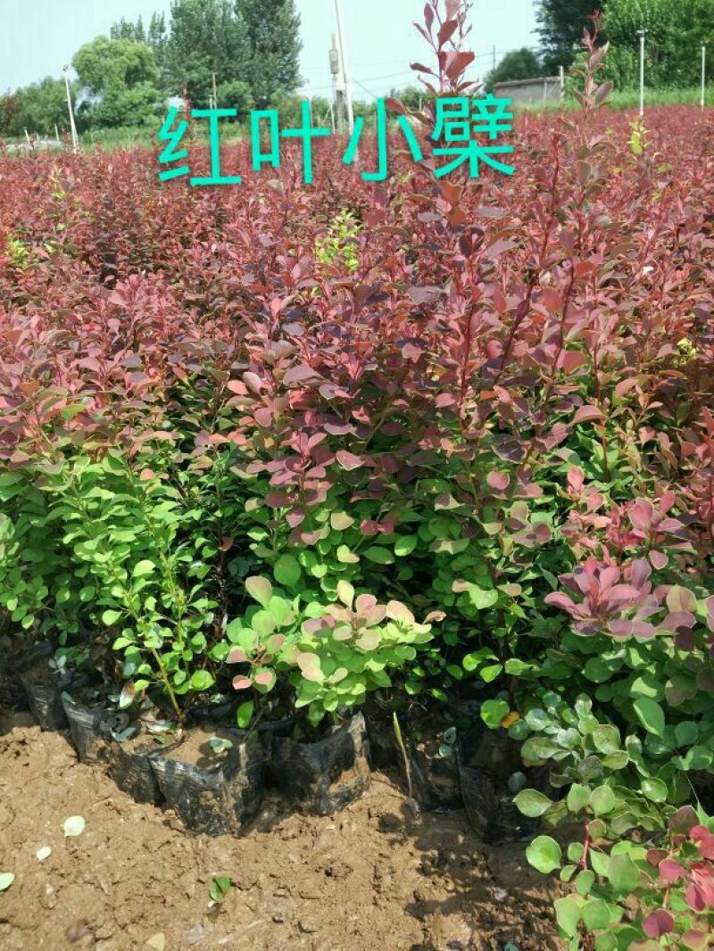 紫叶小檗20~30cm