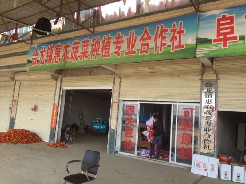 优质精品黑皮线椒，价格美丽大量走保证质量