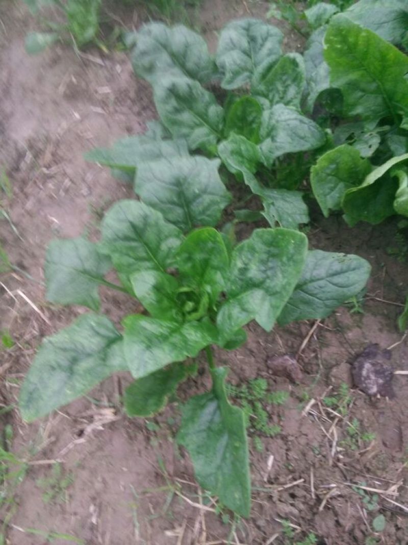 大叶菠菜30~35厘米