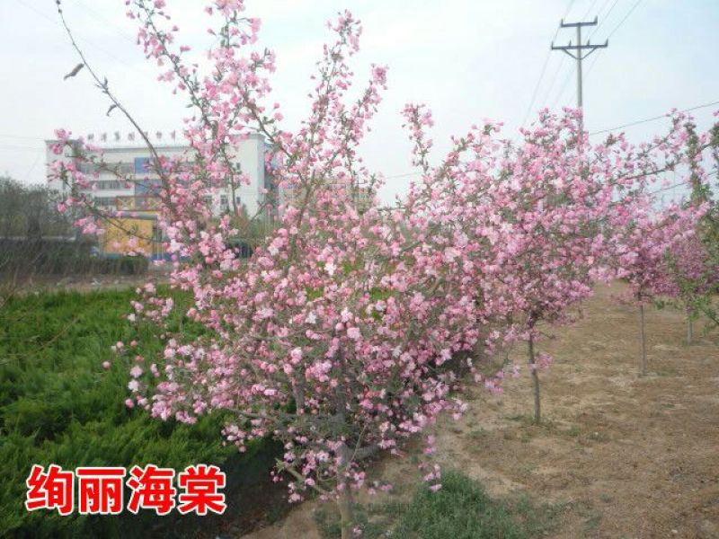 北美海棠苗80cm以上