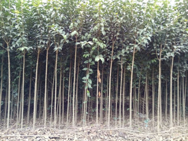 大叶女贞4cm以下