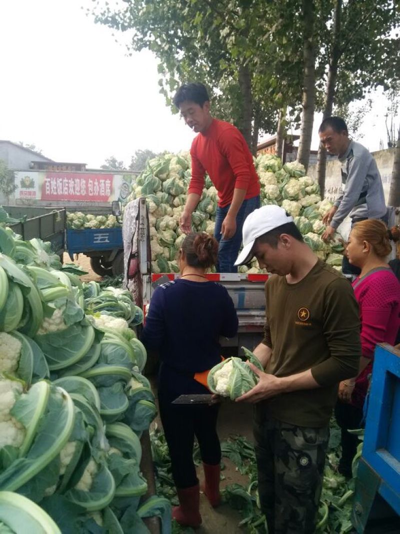 菜花2斤到3斤紧密乳白货源充足需要的联系