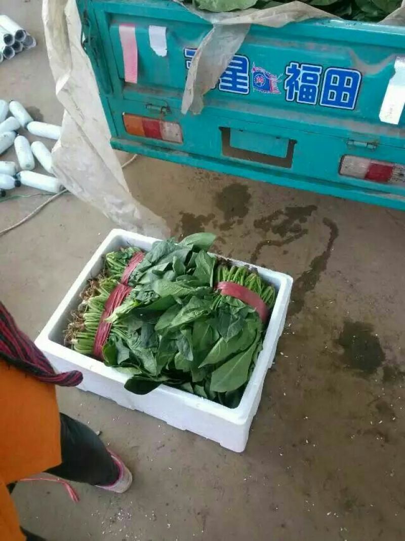 菠菜15~20厘米